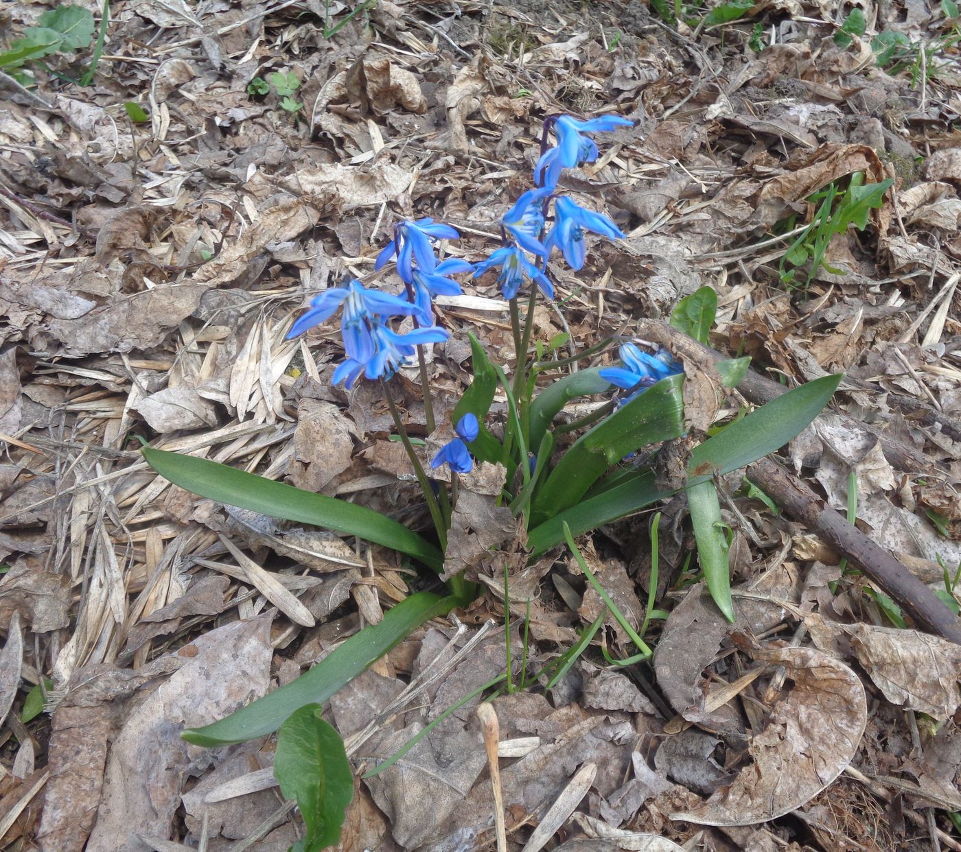 Изображение особи Scilla siberica.