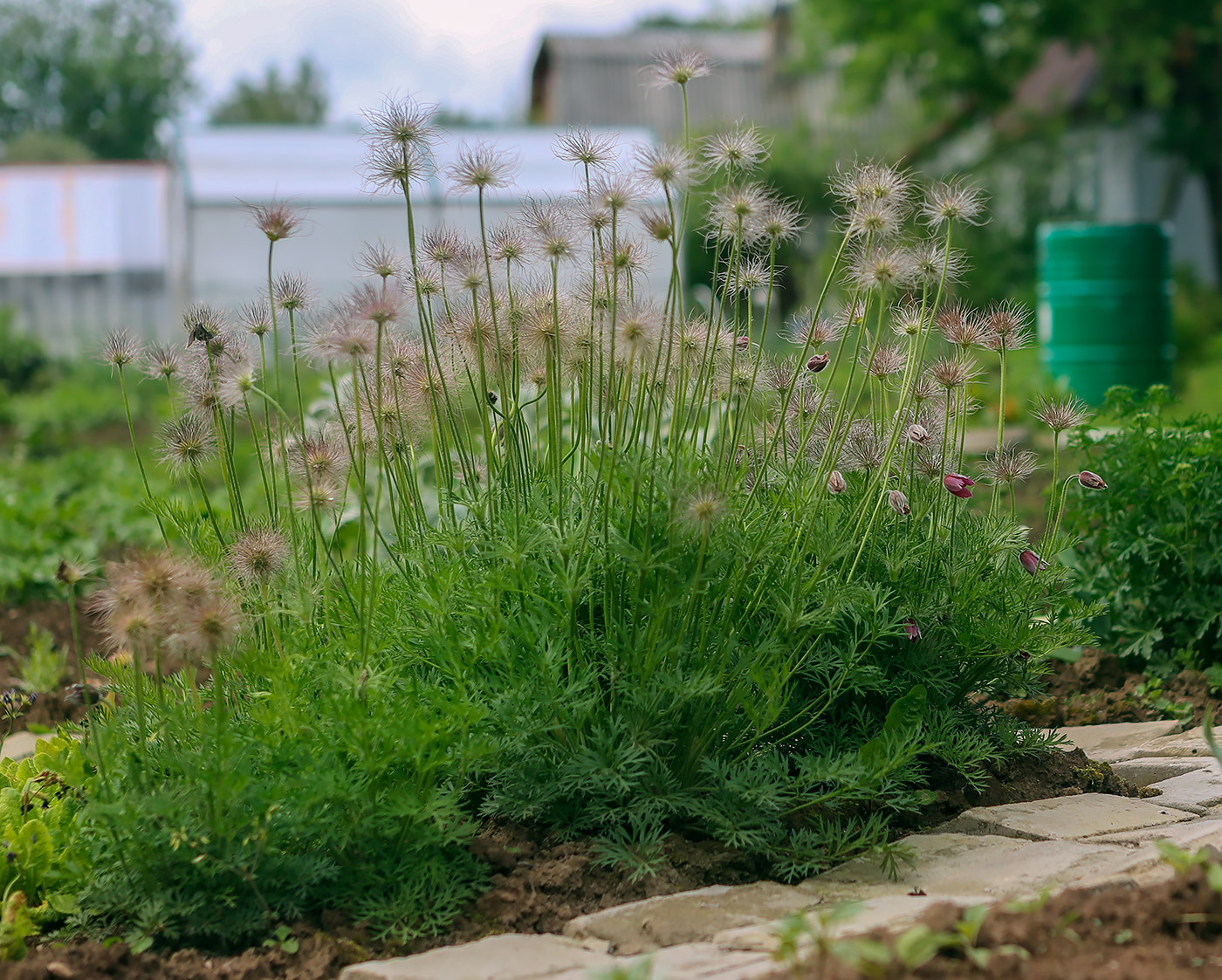 Изображение особи Pulsatilla vulgaris.