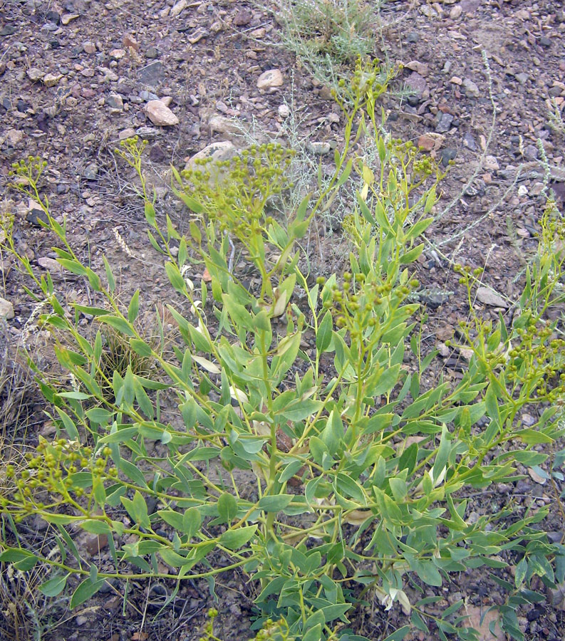 Image of Haplophyllum perforatum specimen.