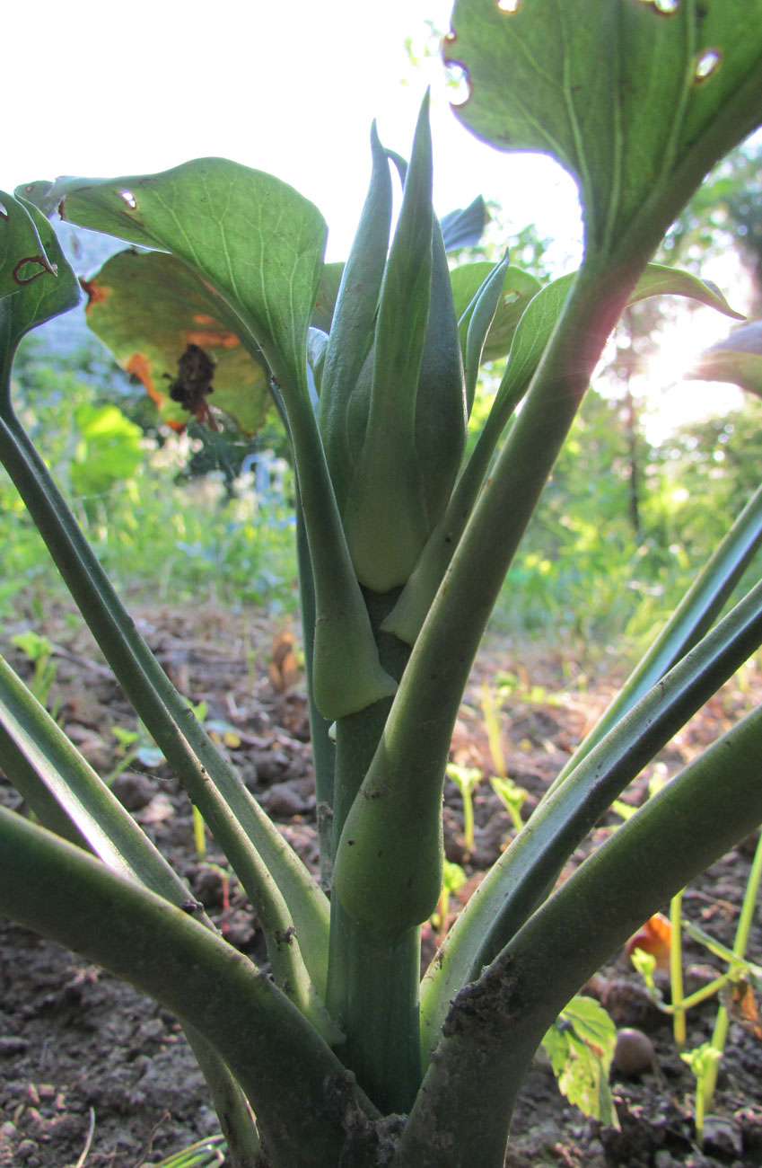 Изображение особи Cardiocrinum cordatum.