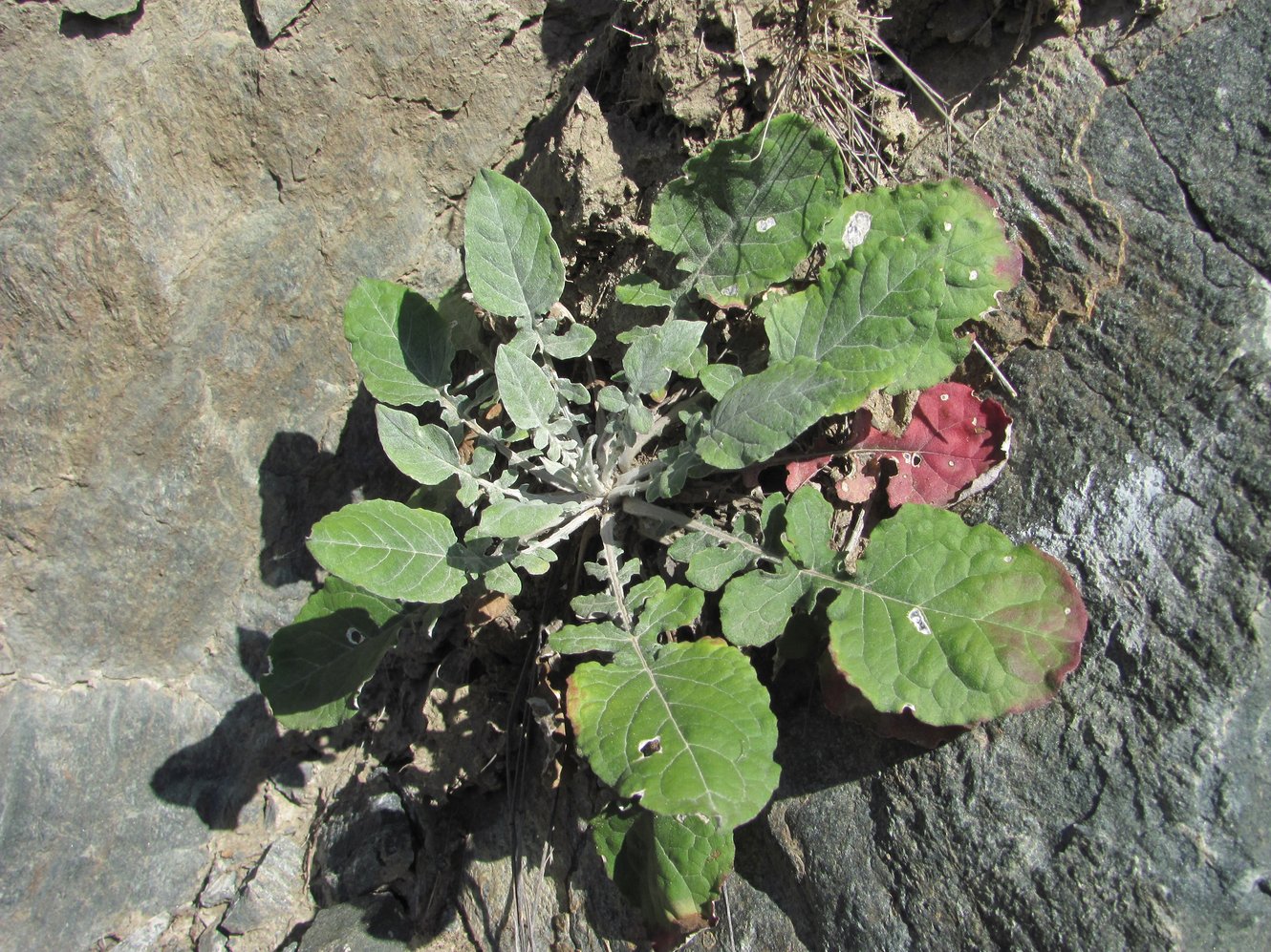Image of Jurinea alata specimen.