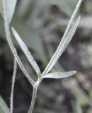 Ranunculus illyricus