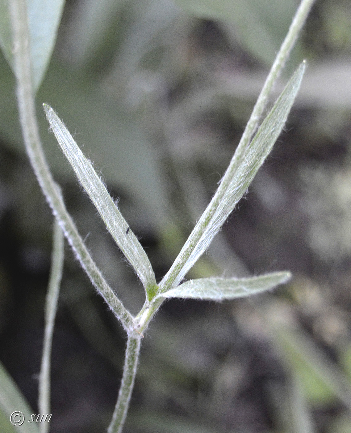 Image of Ranunculus illyricus specimen.