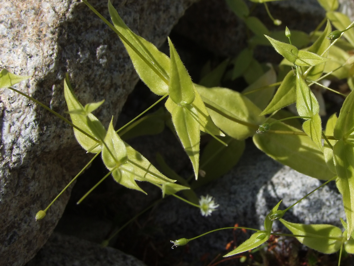 Изображение особи Stellaria fenzlii.