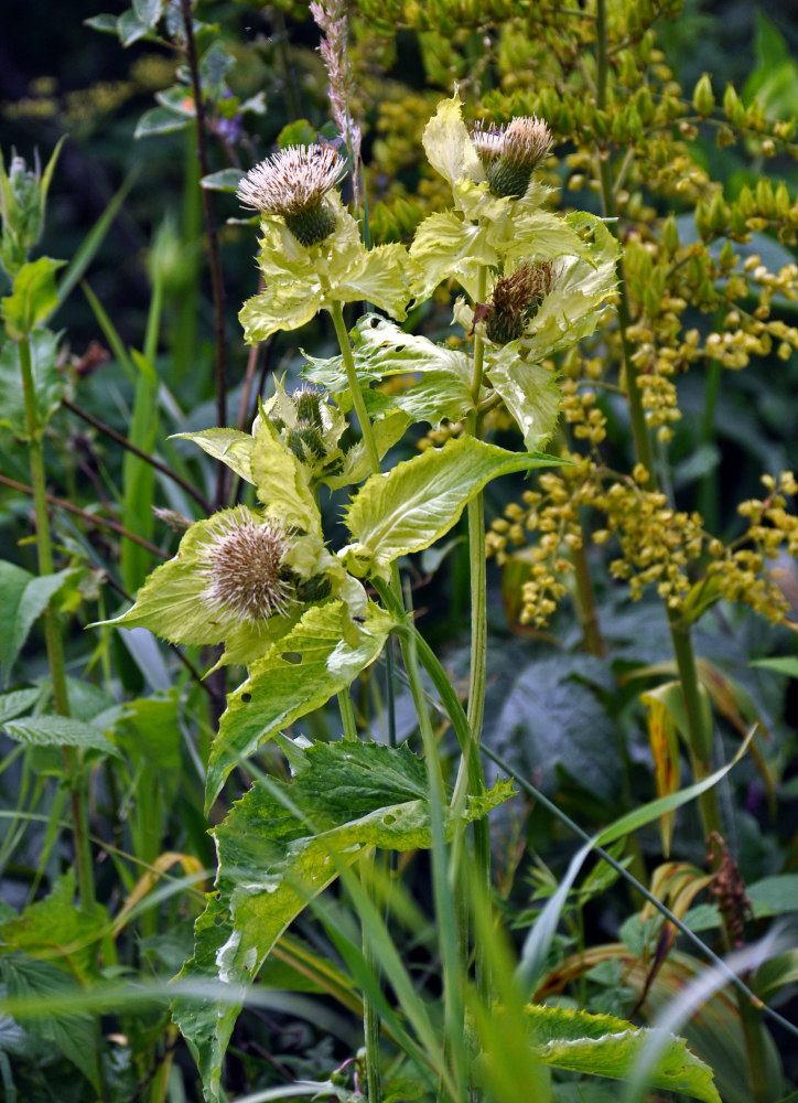 Изображение особи Cirsium oleraceum.