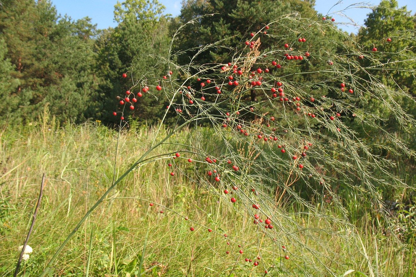 Image of Asparagus officinalis specimen.