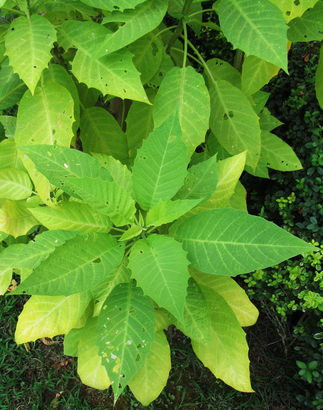 Image of Brugmansia aurea specimen.