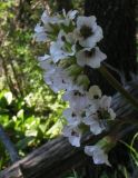 Bergenia crassifolia