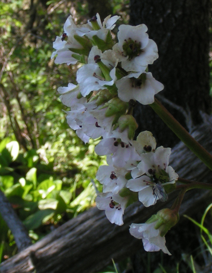Image of Bergenia crassifolia specimen.