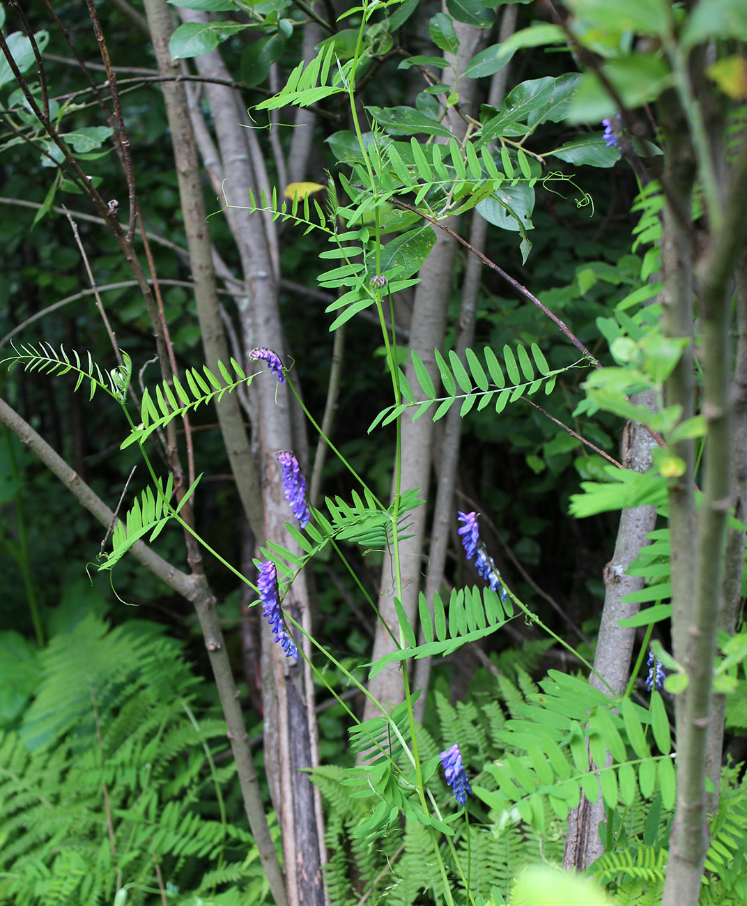 Image of Vicia grossheimii specimen.