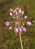 Allium sacculiferum. Соцветие. Приморский край, Хасанский р-н, окр. с. Витязь, луг. 13 сентября 2019 г.