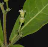 Rauvolfia tetraphylla
