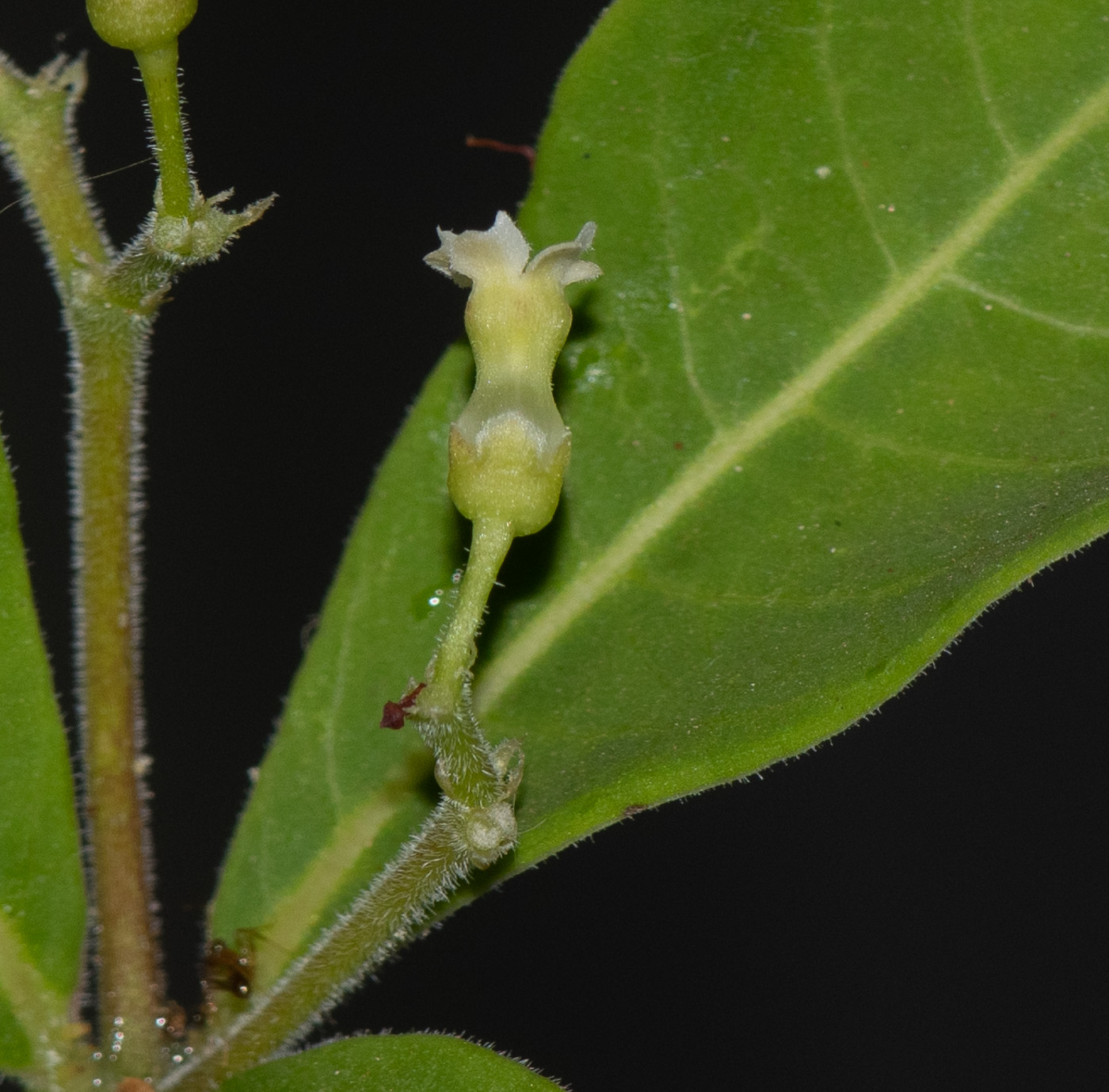 Изображение особи Rauvolfia tetraphylla.