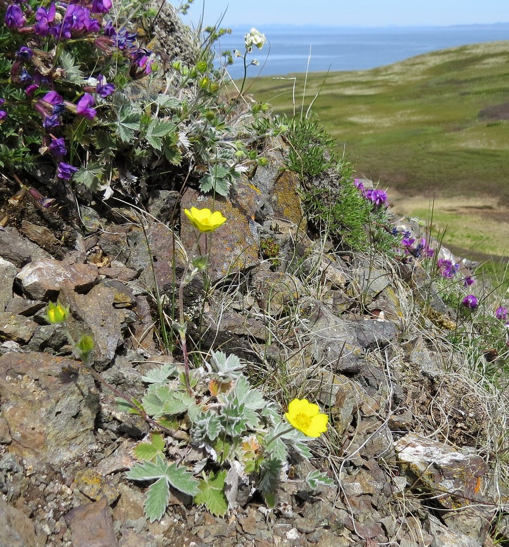 Image of Potentilla nivea specimen.