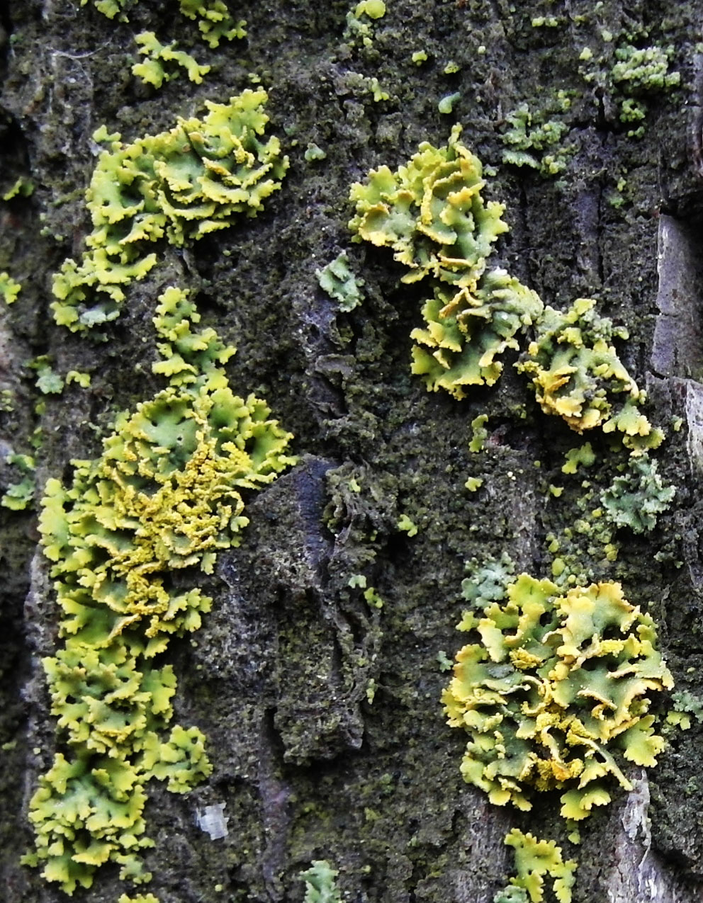 Image of Xanthomendoza poeltii specimen.