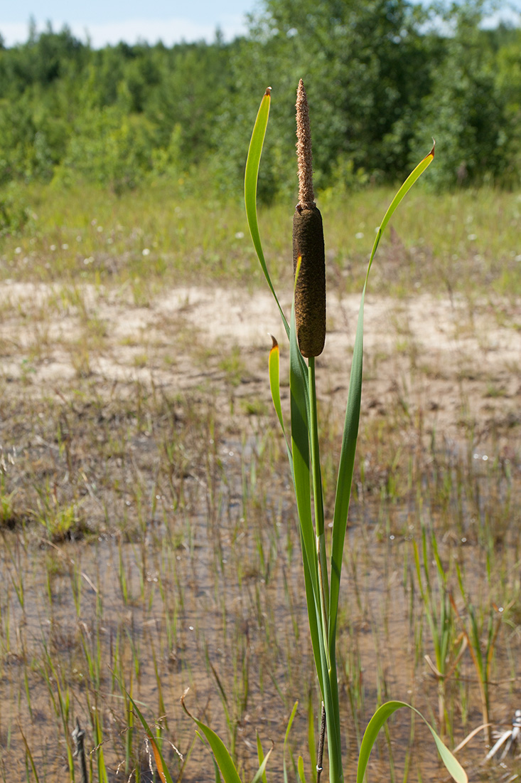 Image of Typha latifolia specimen.