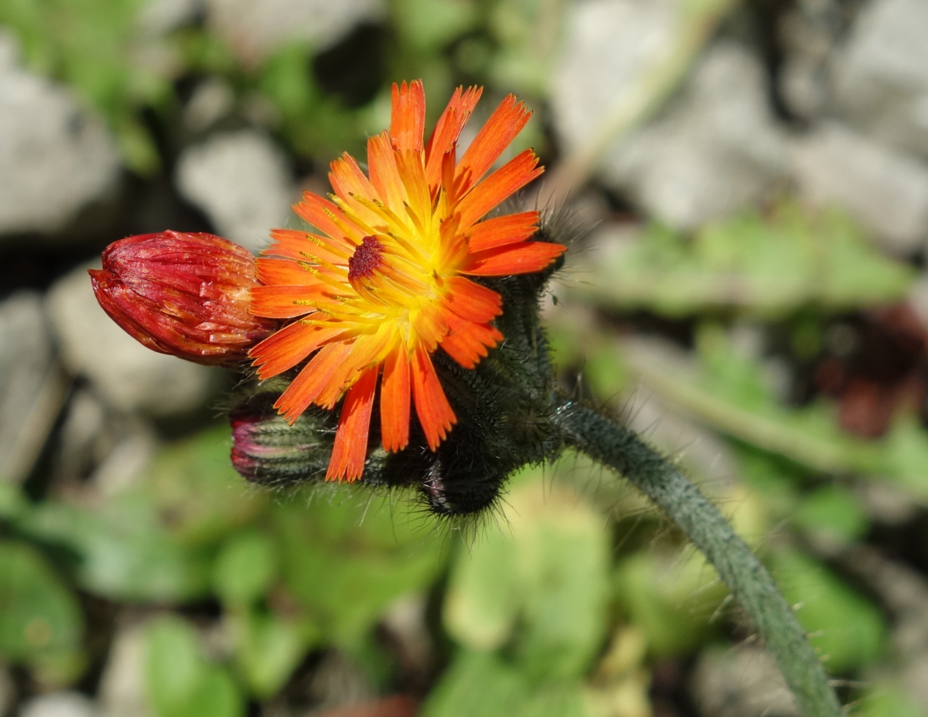 Image of Pilosella aurantiaca specimen.