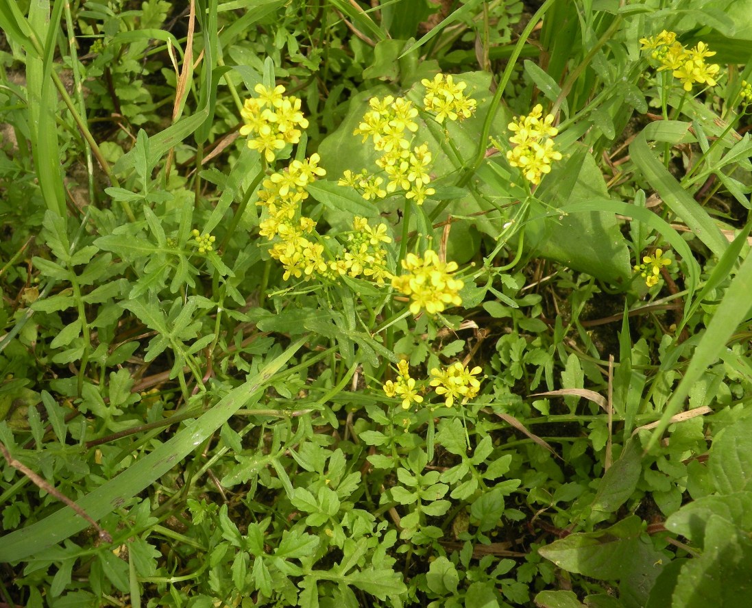 Изображение особи Rorippa sylvestris.