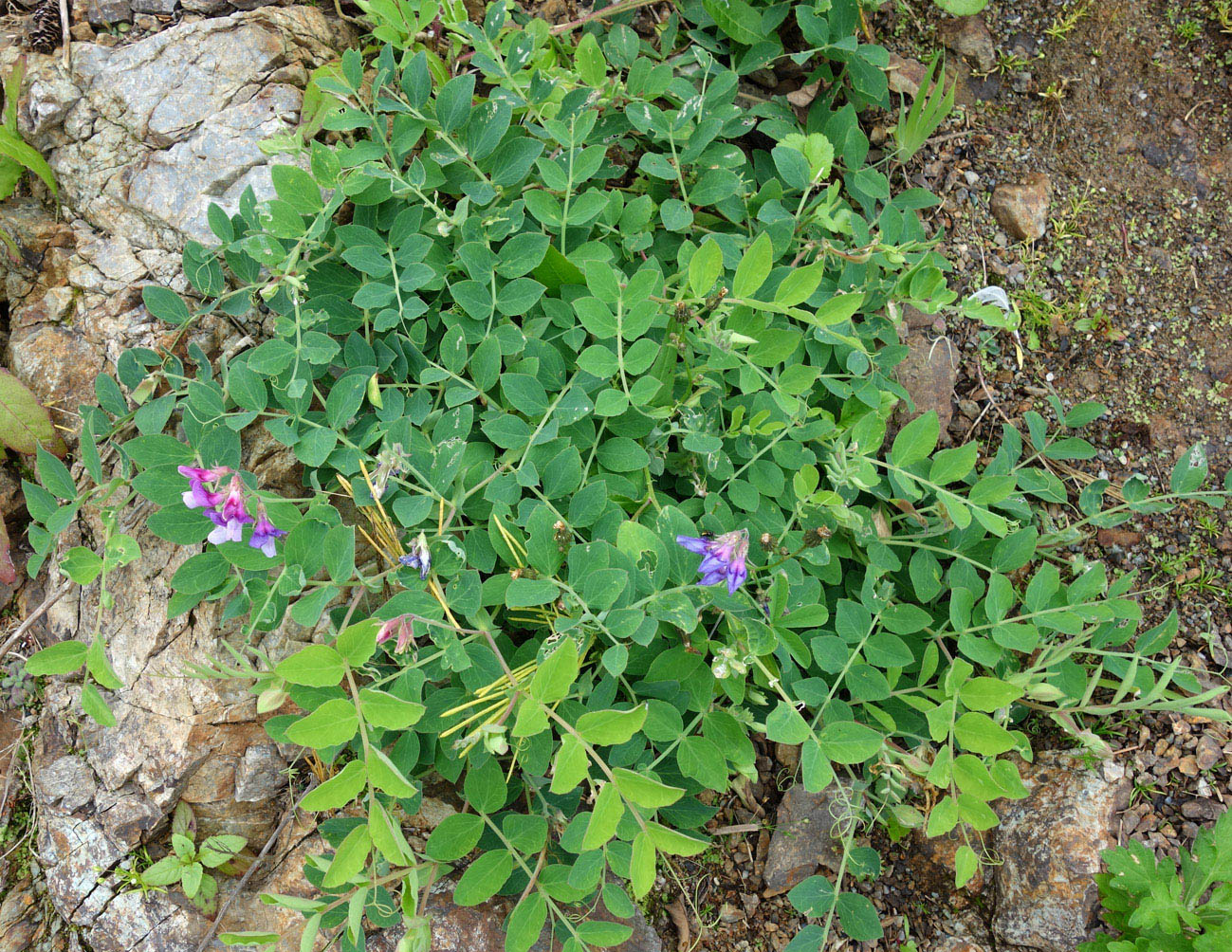 Изображение особи Lathyrus japonicus.