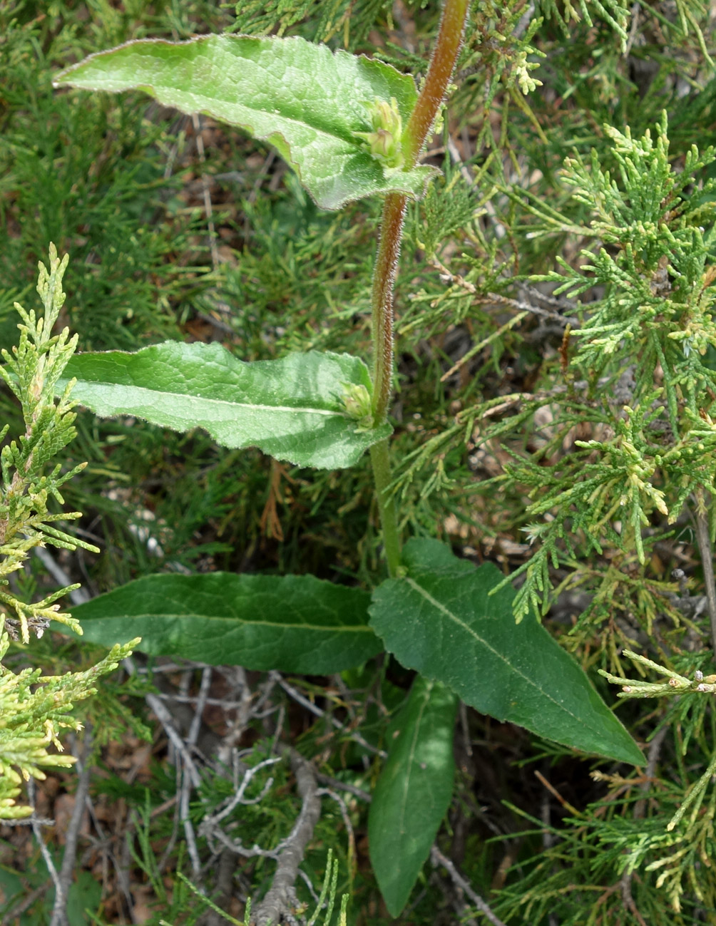 Изображение особи Campanula glomerata.