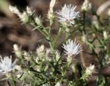 Centaurea diffusa