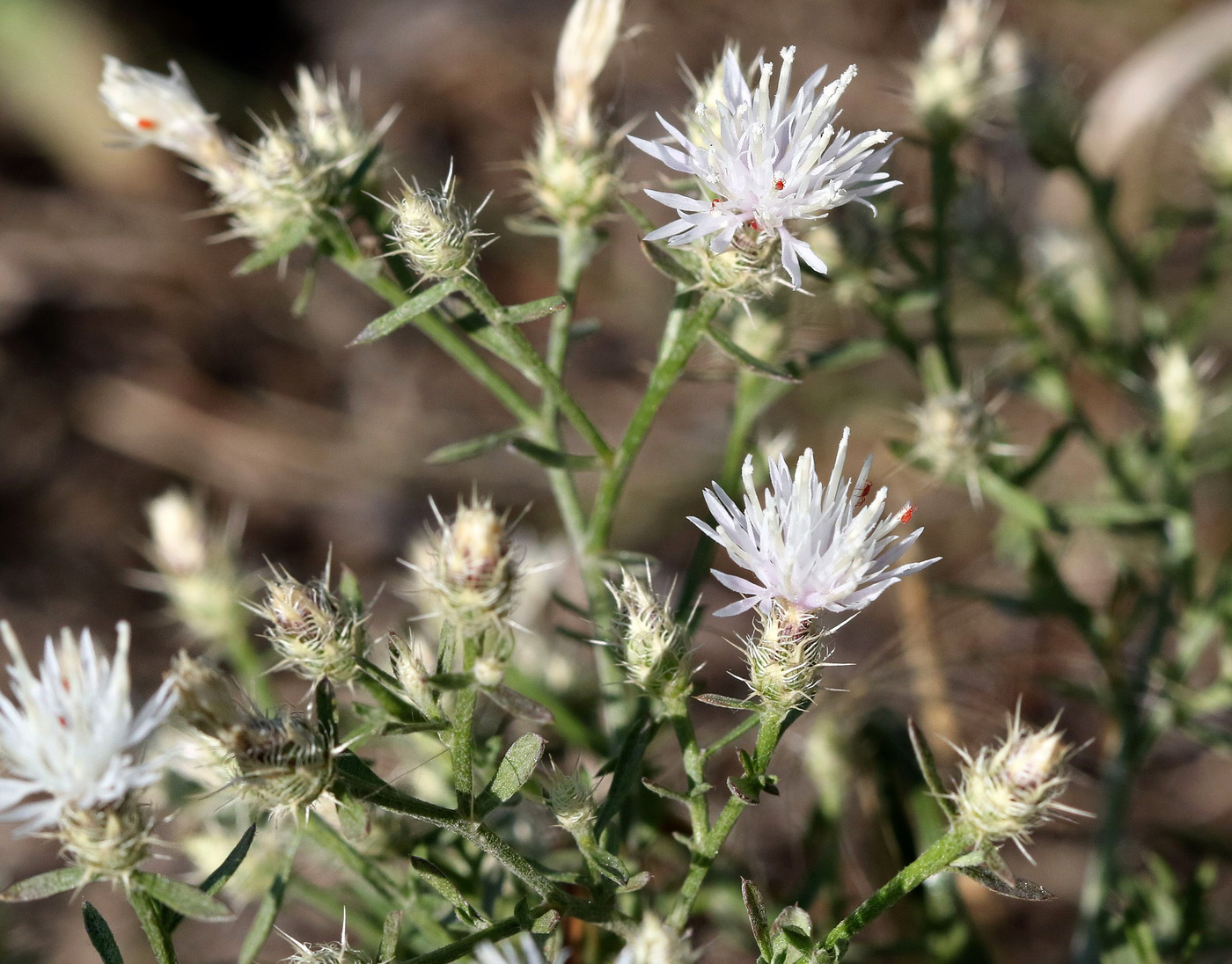 Image of Centaurea diffusa specimen.