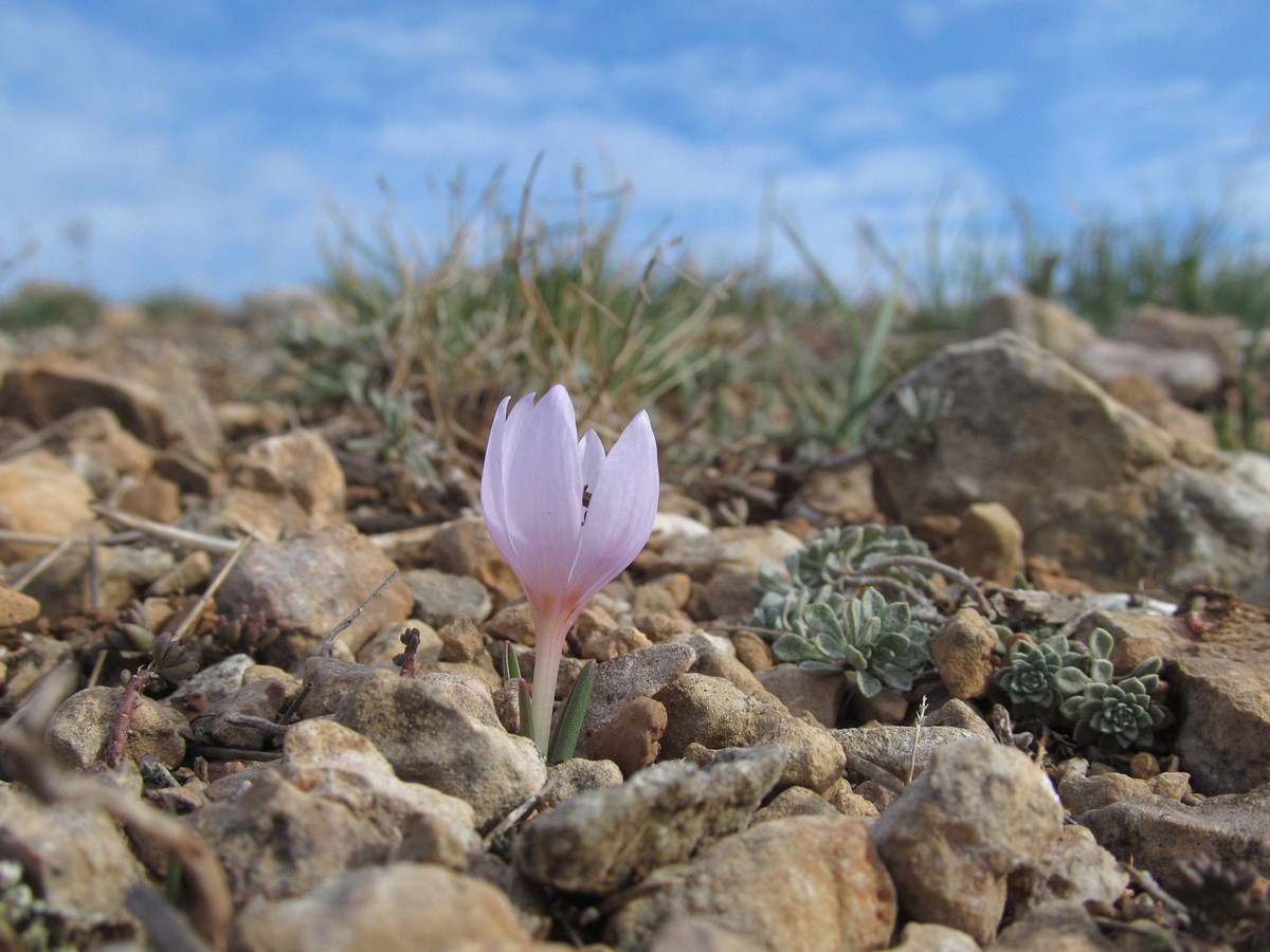 Image of Colchicum triphyllum specimen.