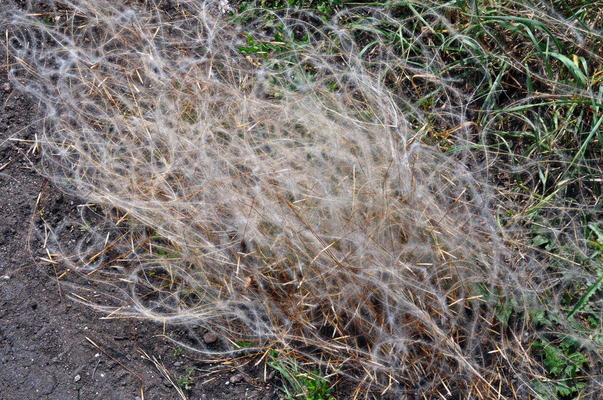 Изображение особи род Stipa.