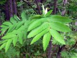 Sorbus sibirica