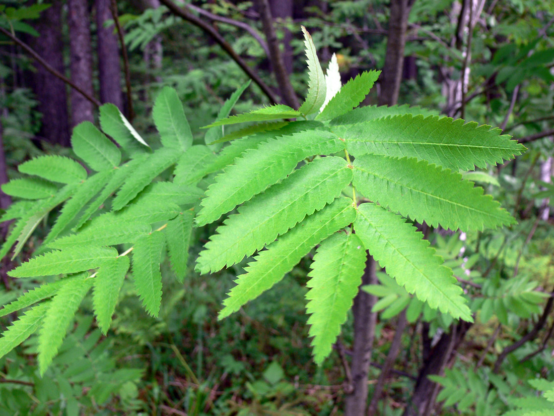 Image of Sorbus sibirica specimen.