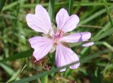 Geranium transversale