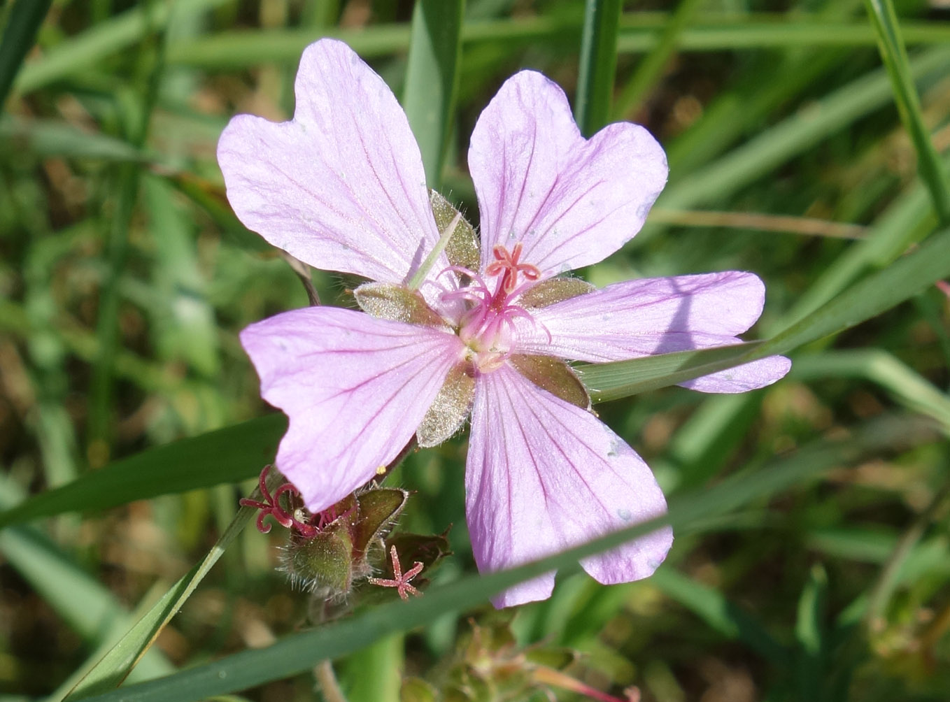 Изображение особи Geranium transversale.