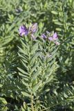 Polygala myrtifolia