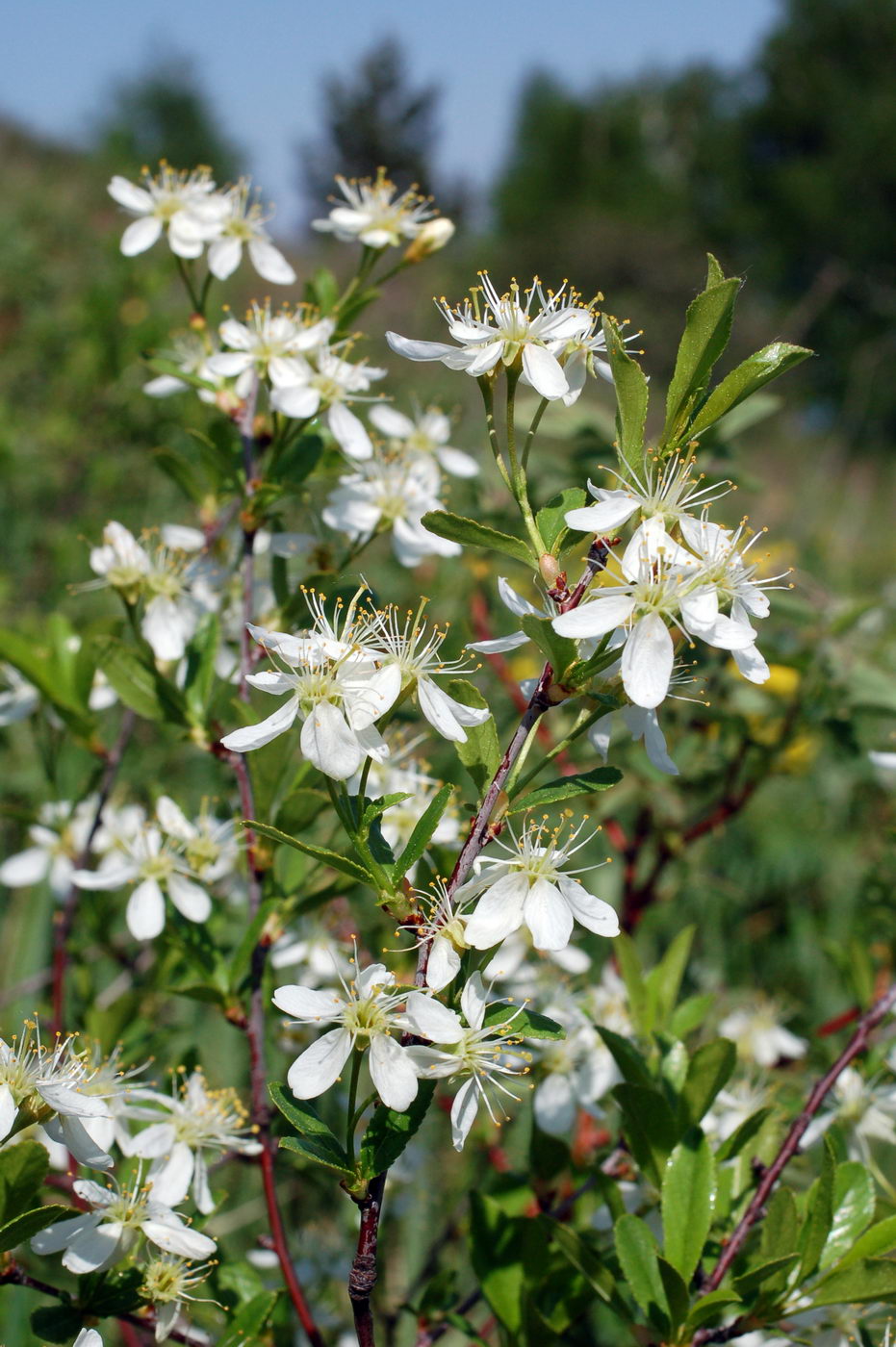 Image of Cerasus fruticosa specimen.