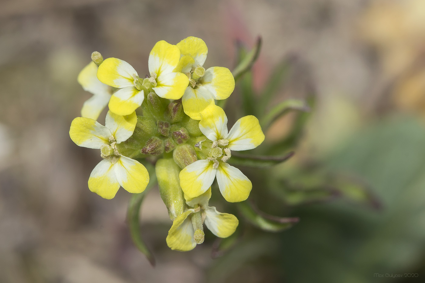 Image of Erysimum repandum specimen.