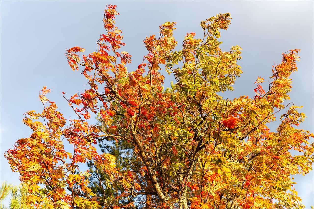 Изображение особи Sorbus aucuparia.