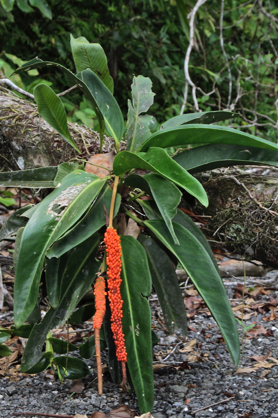 Изображение особи Anthurium paludosum.