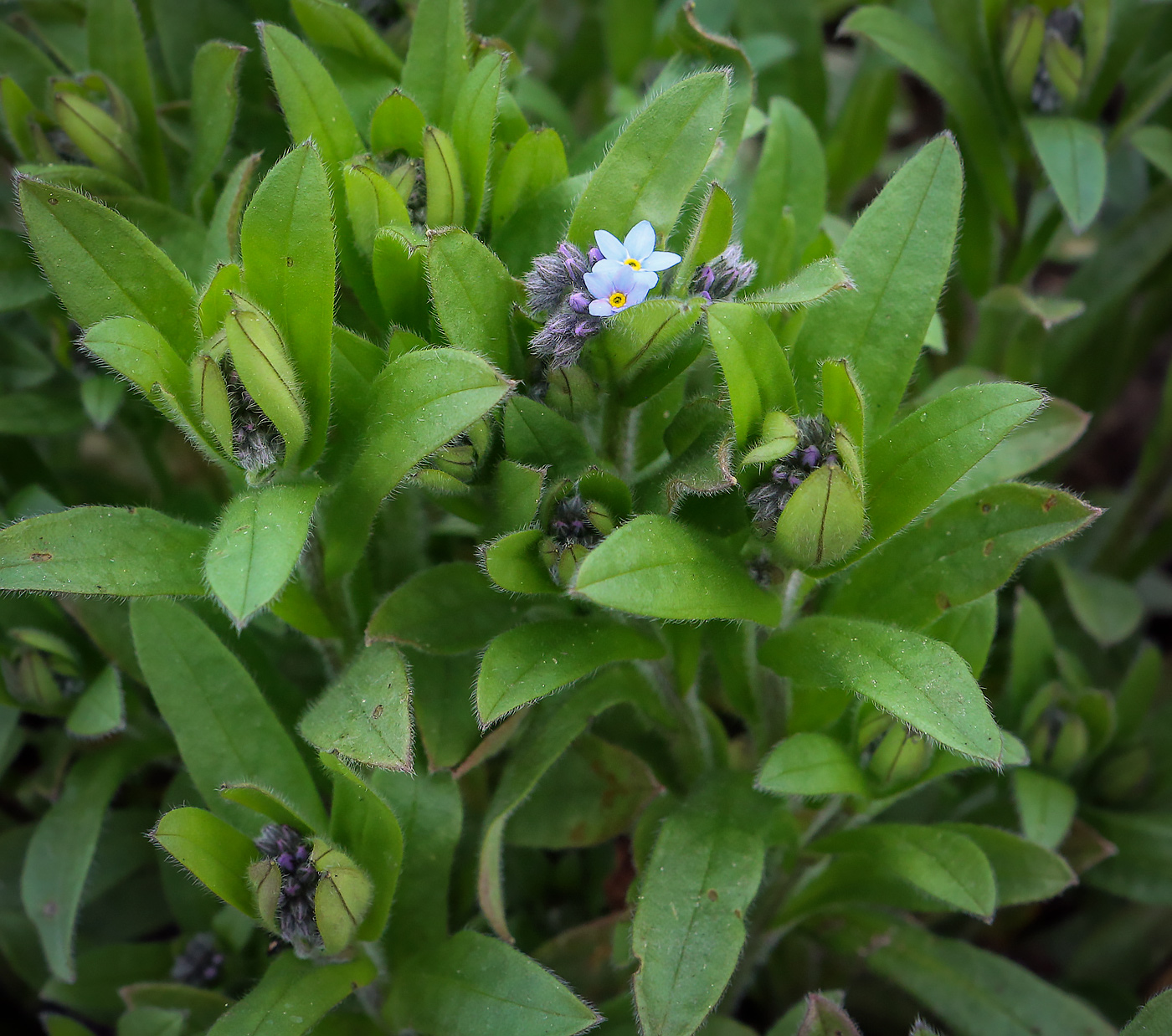 Image of Myosotis sylvatica specimen.