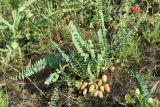 Astragalus macronyx