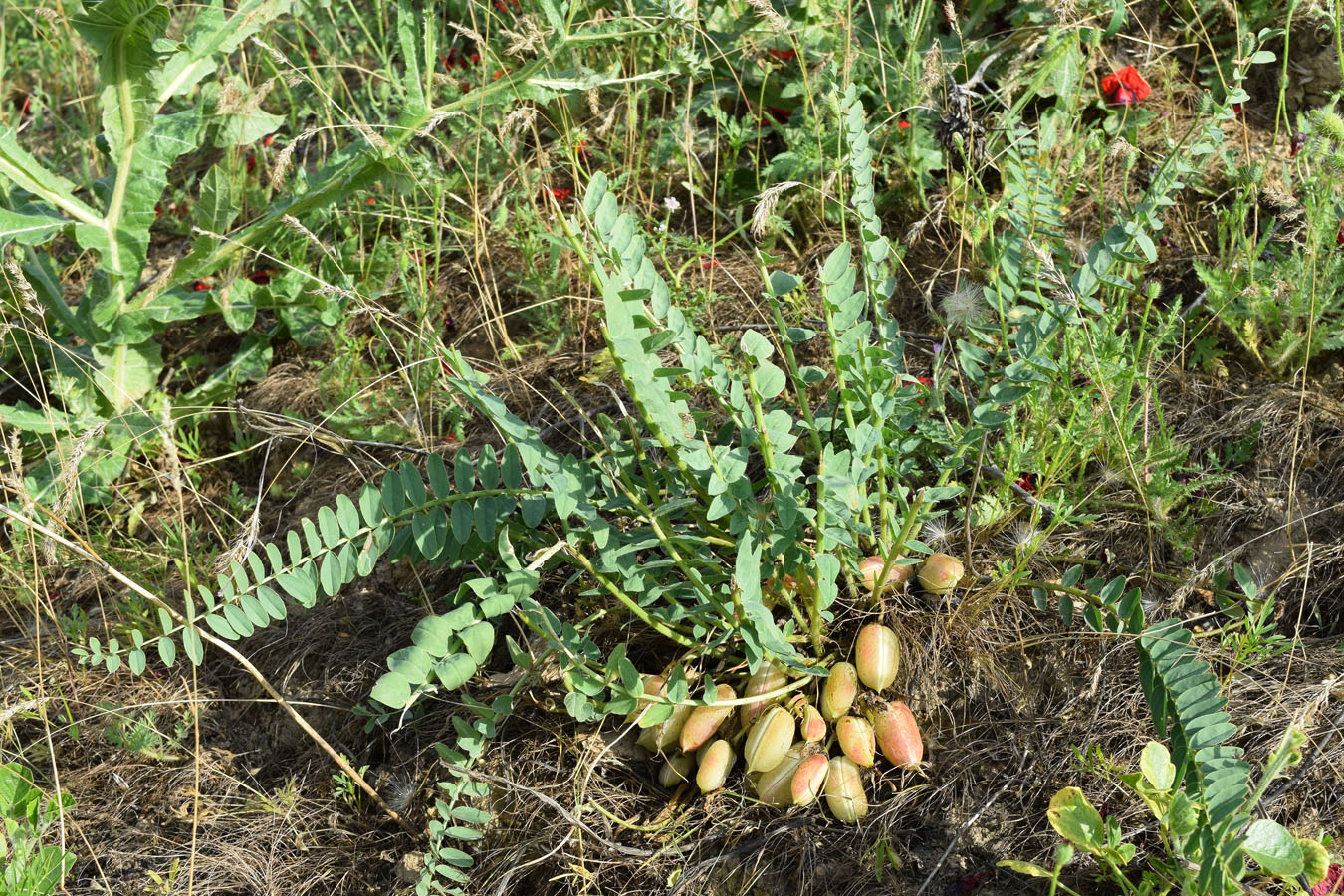 Изображение особи Astragalus macronyx.