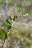 Chamaedaphne calyculata