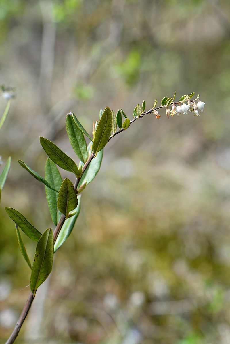 Image of Chamaedaphne calyculata specimen.