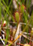 Drosera &times; obovata