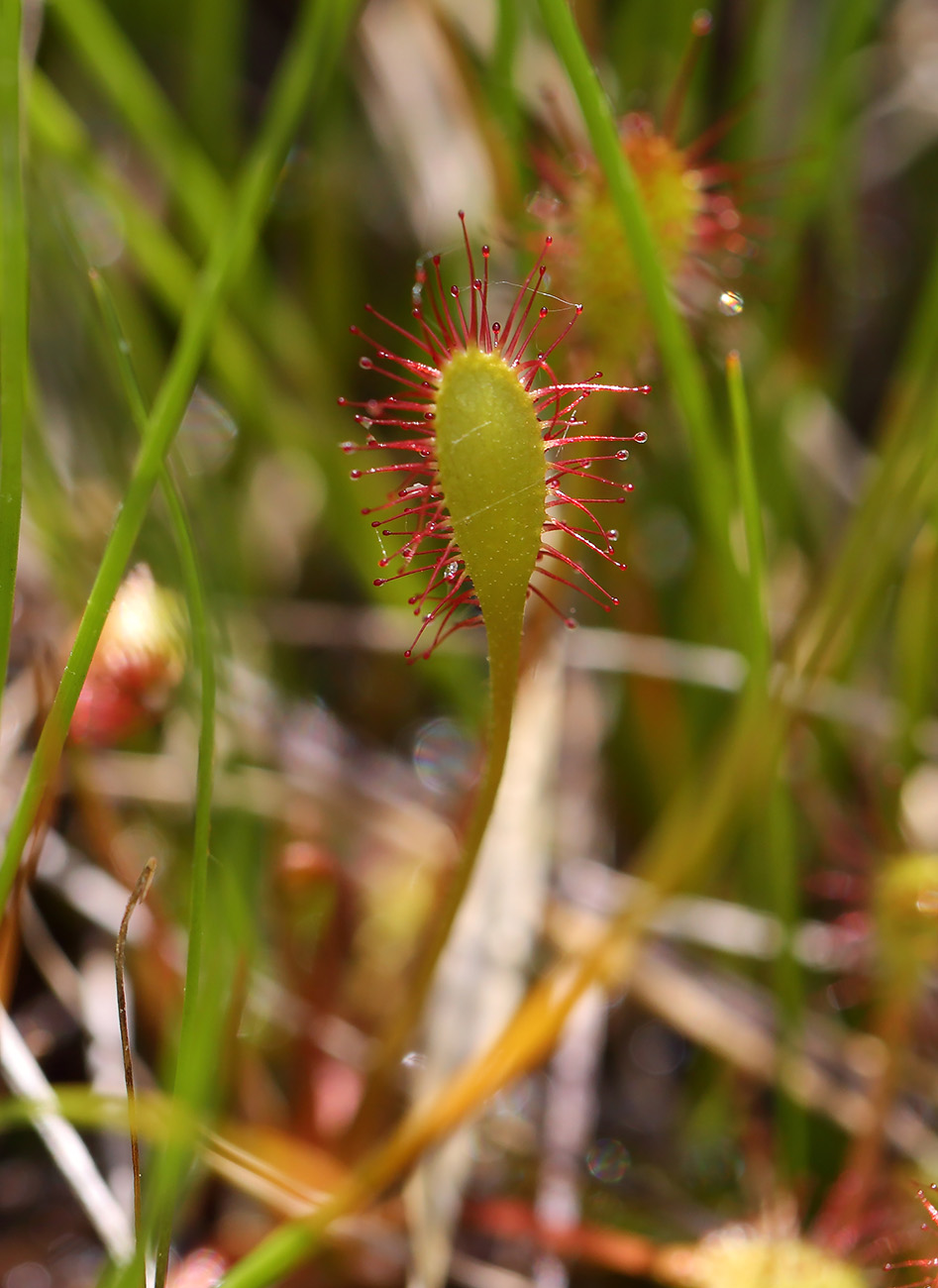 Изображение особи Drosera &times; obovata.