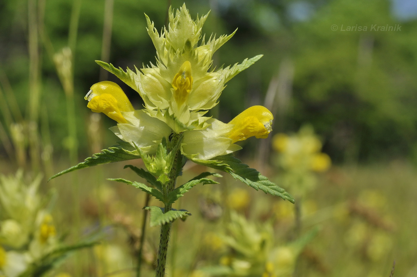 Изображение особи Rhinanthus minor.