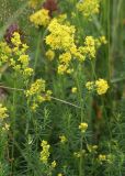 Galium verum