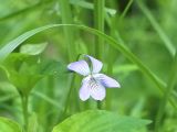 Viola ruppii