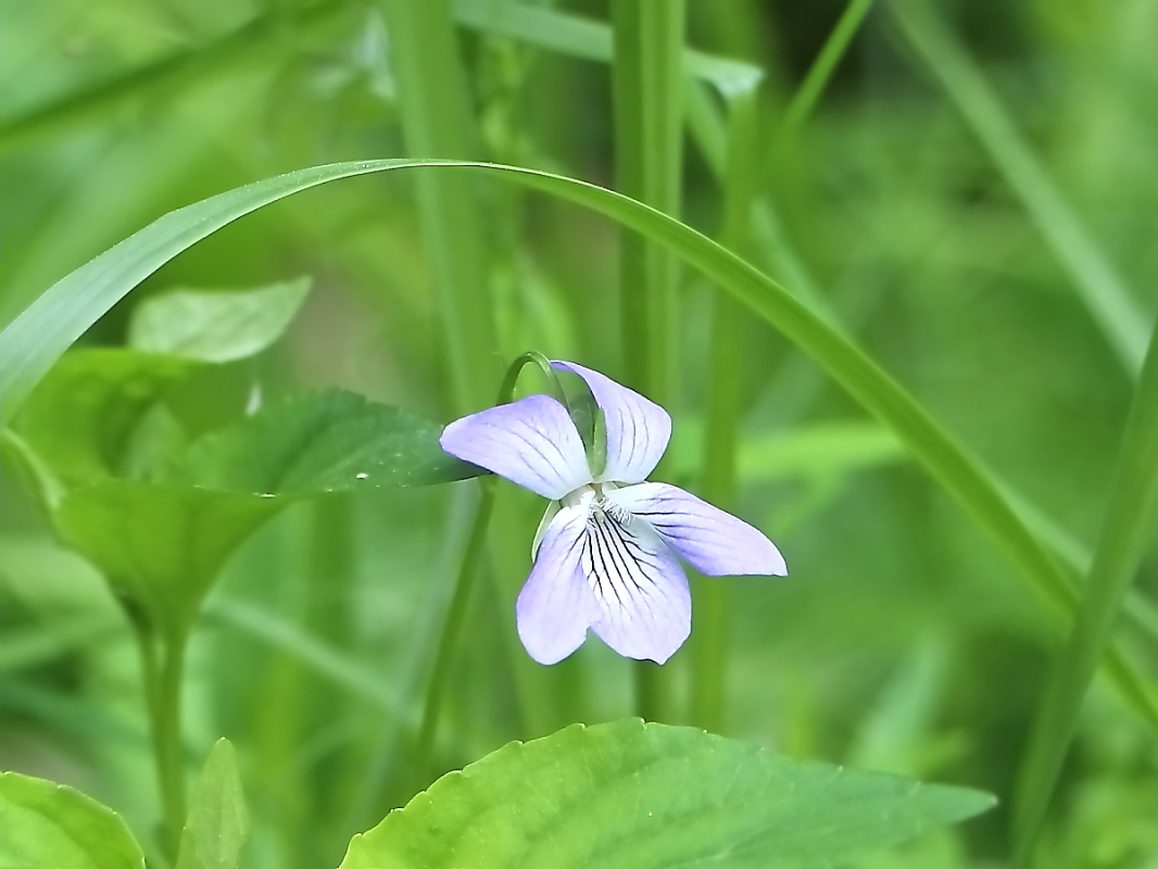 Изображение особи Viola ruppii.