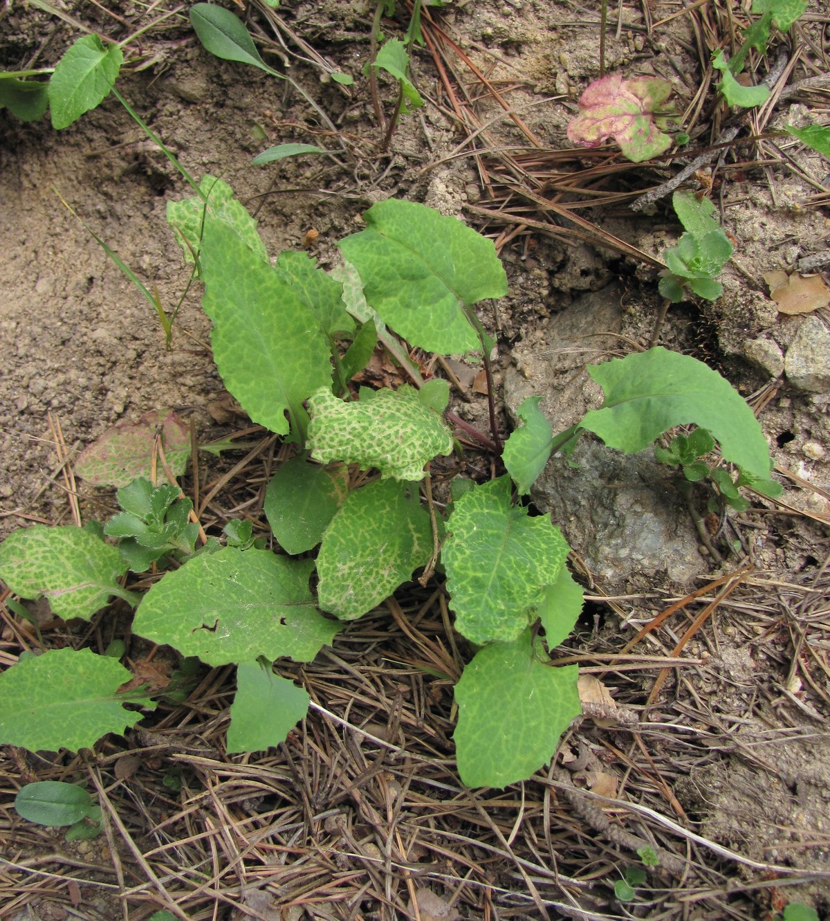 Image of Cicerbita racemosa specimen.