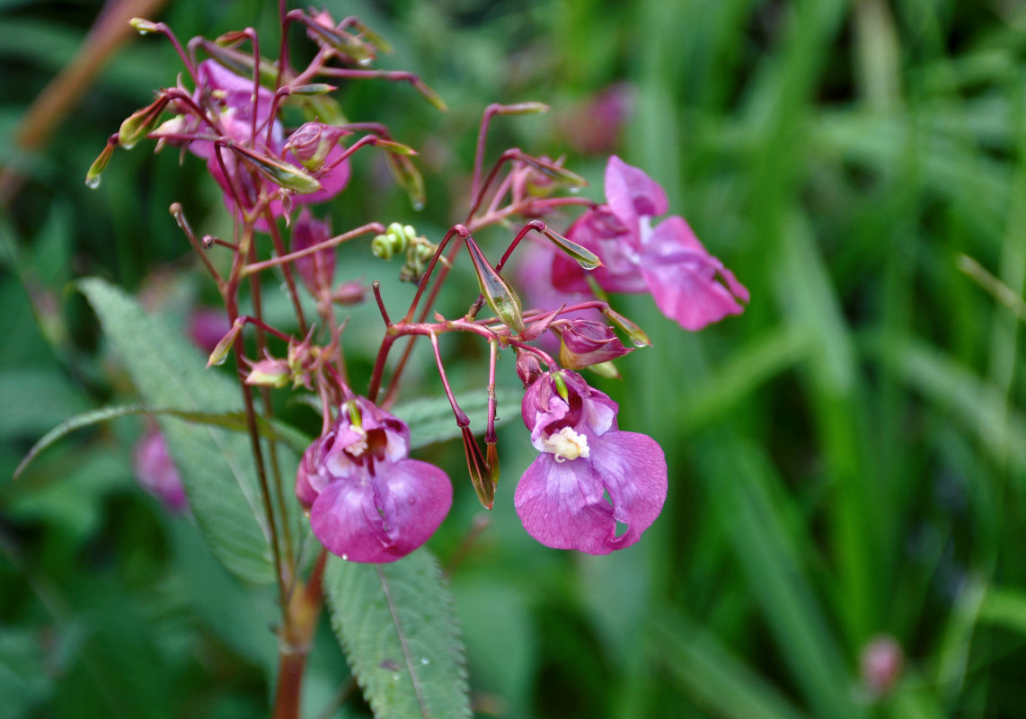 Image of Impatiens glandulifera specimen.